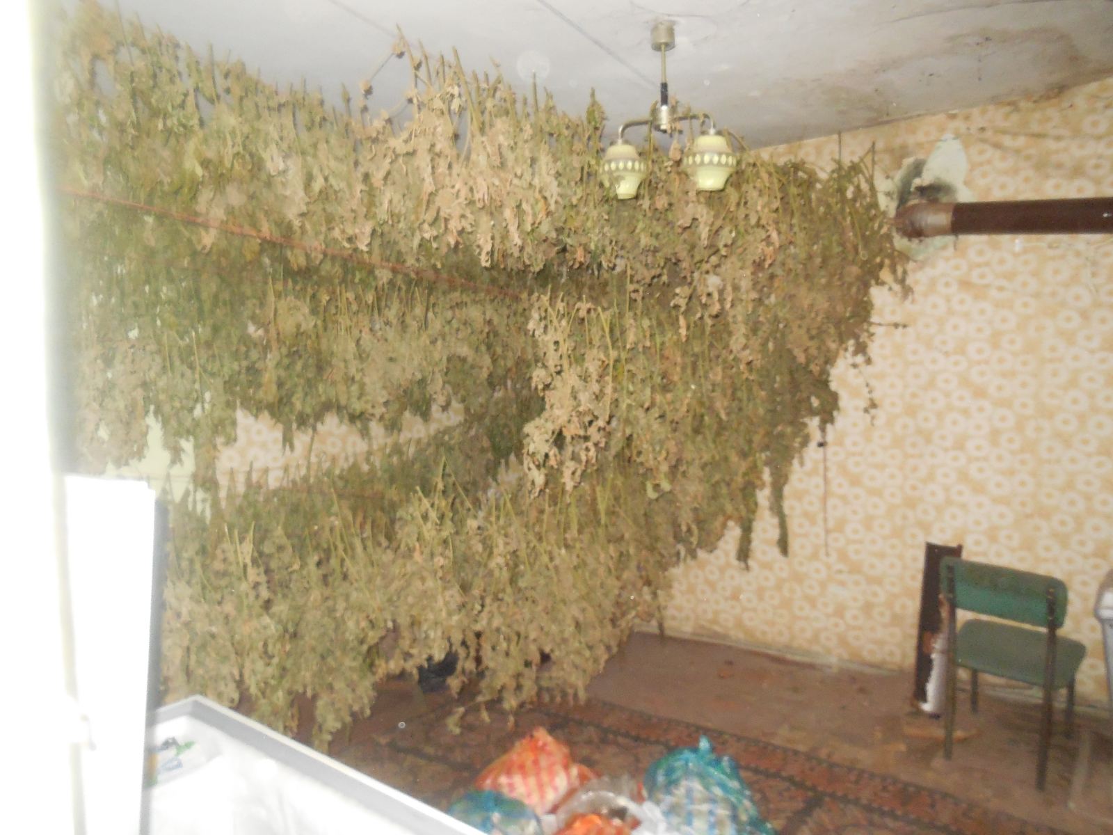 марихуана
