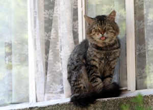 котка