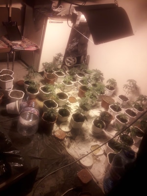 наркооранжерия