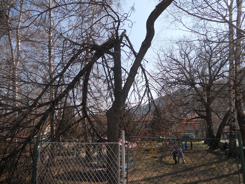 пречупено дърво