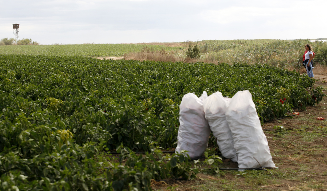 реколтачушкинива