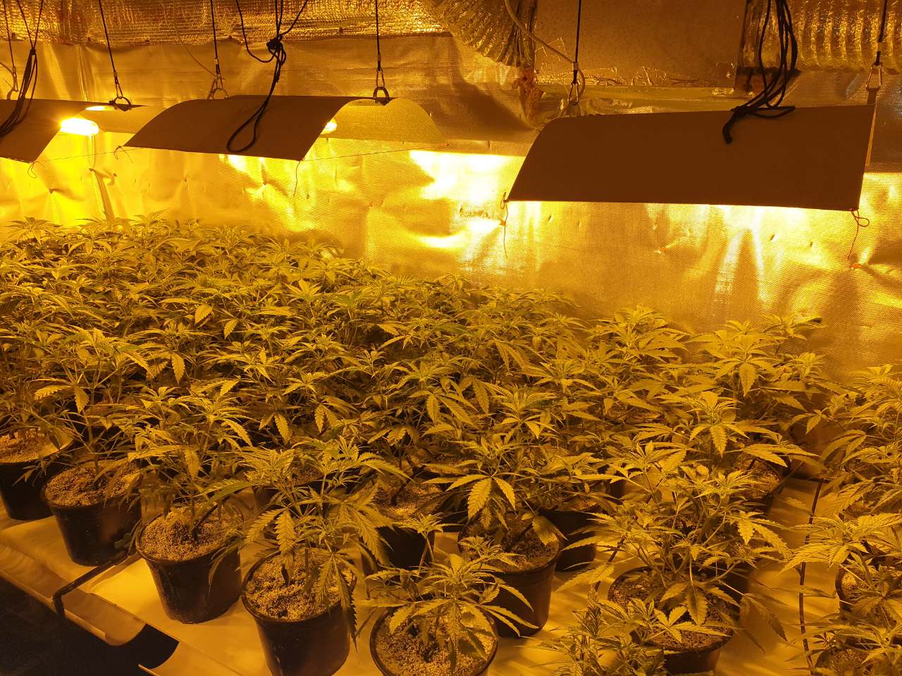 нарколаборатория