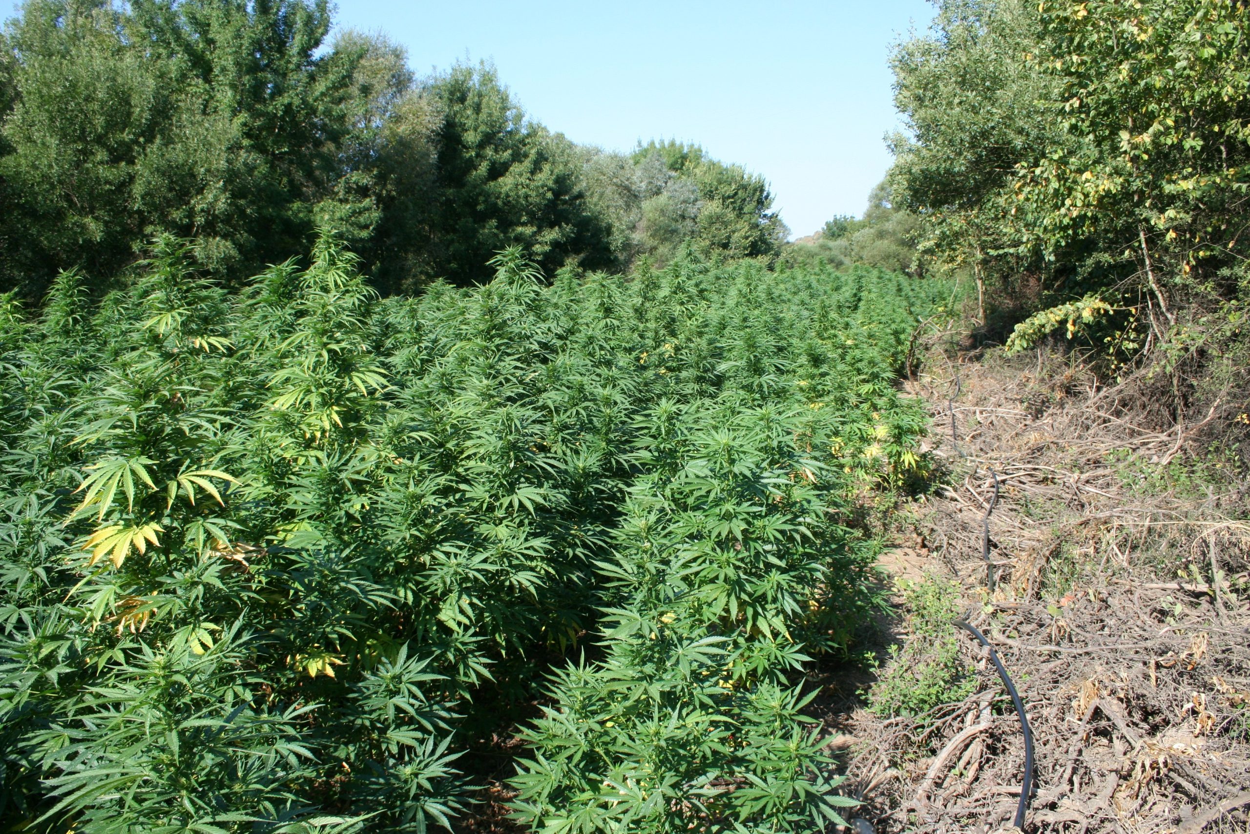 нива канабис