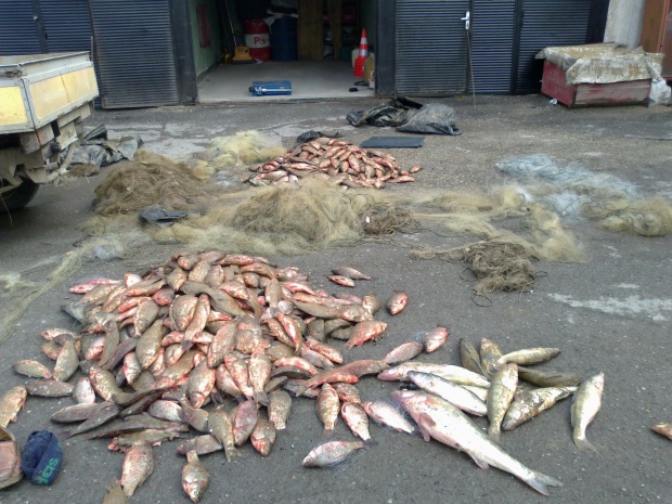 бракониери