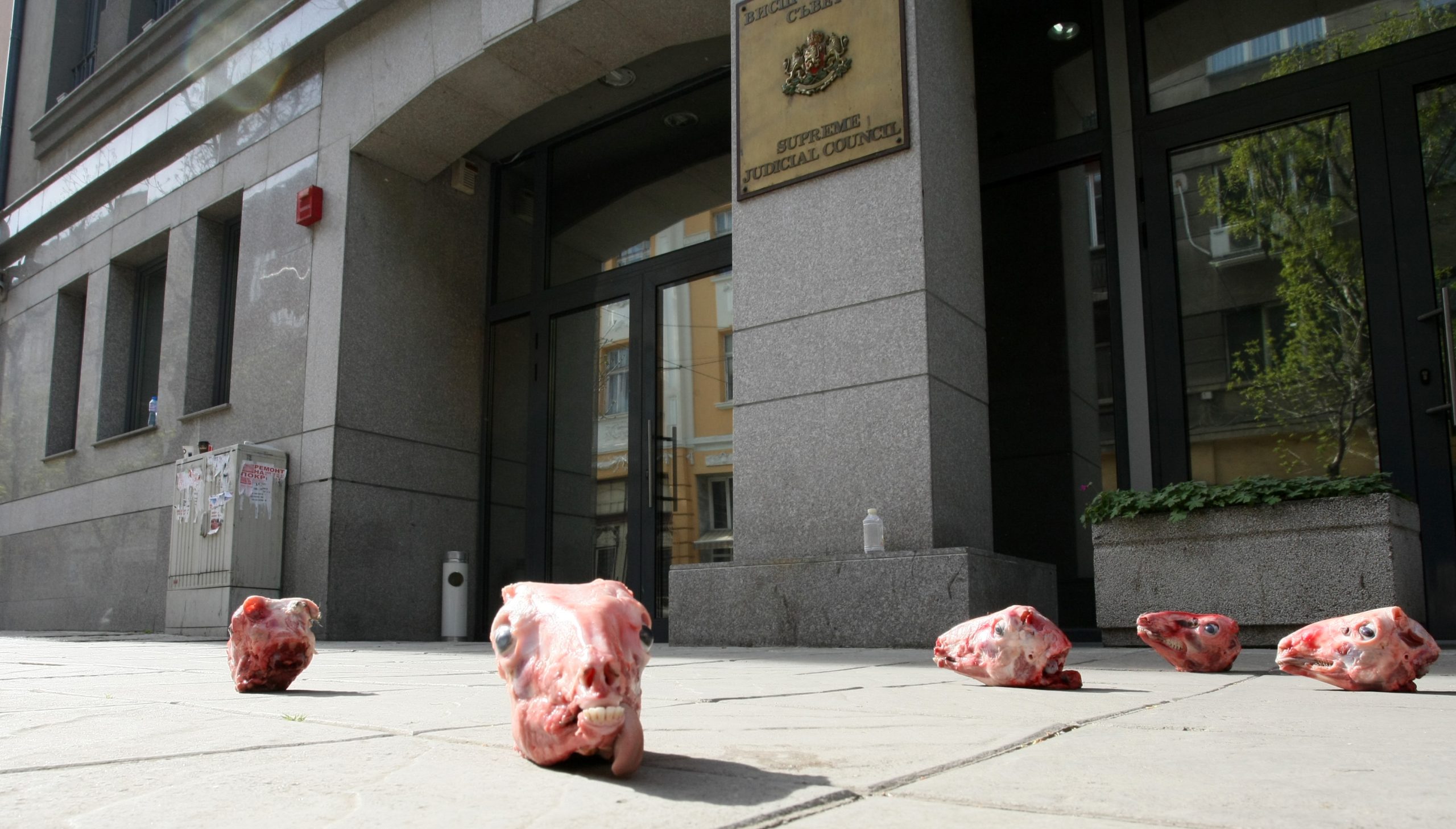 Протест пред ВСС - агнешки главички