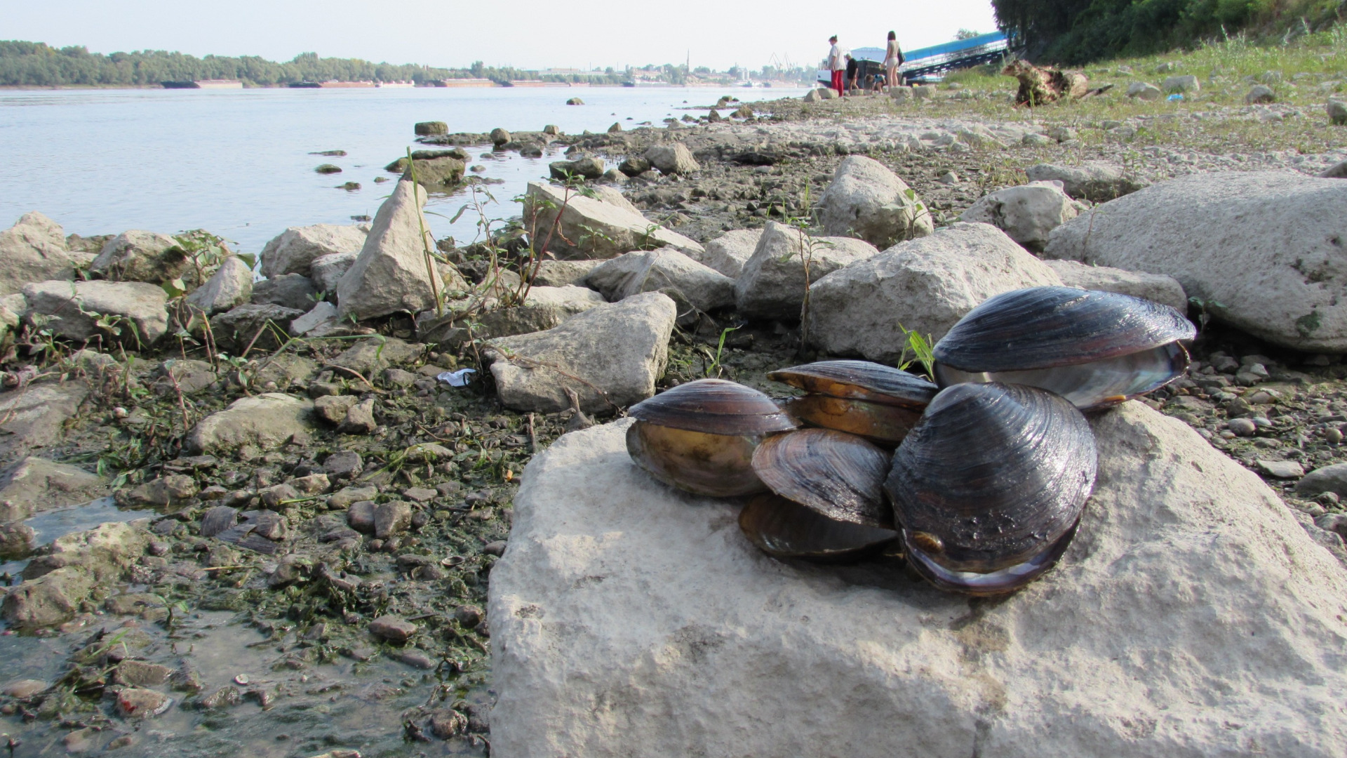 китайска блатна мида