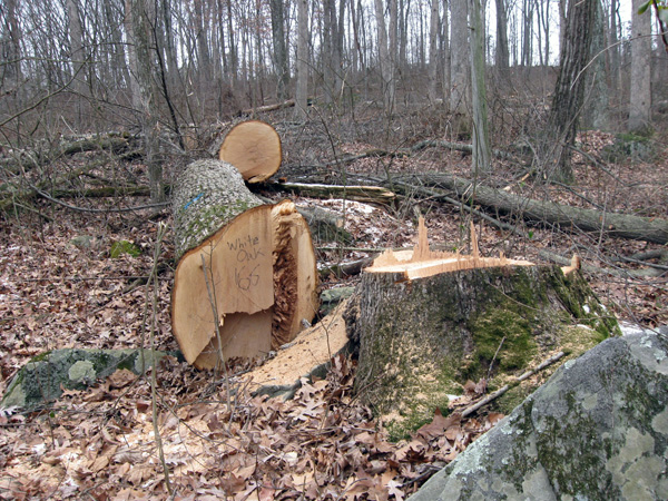 незаконна сеч