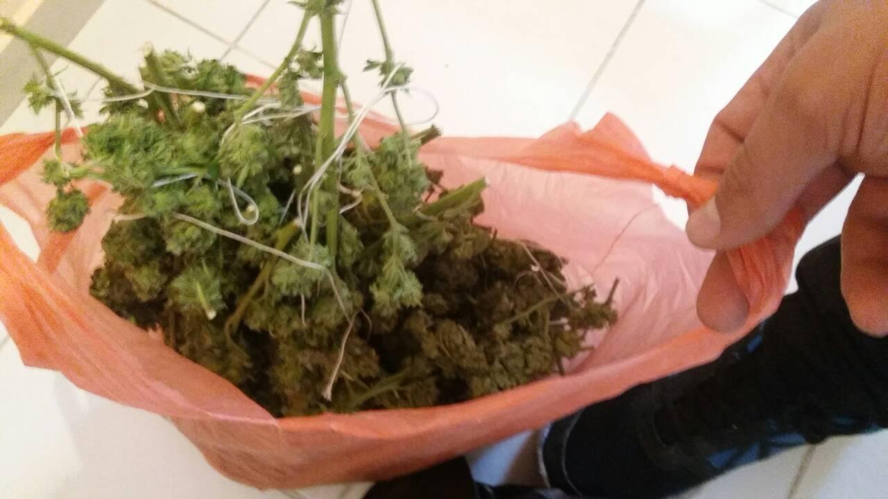 канабис