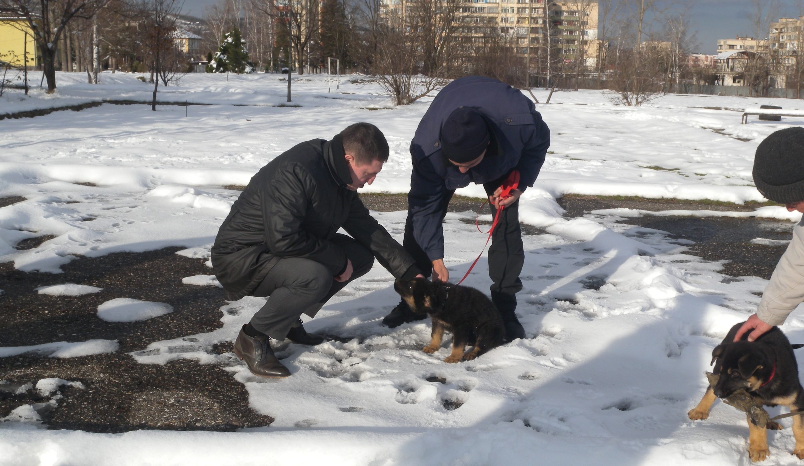 МВР шеф кучета
