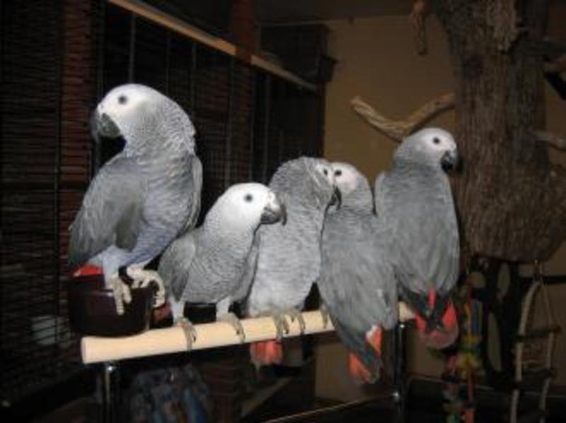 Migration Image