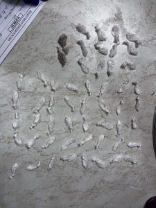 дрога варна