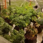 Открит е подземен град на конопа край Кюстендил