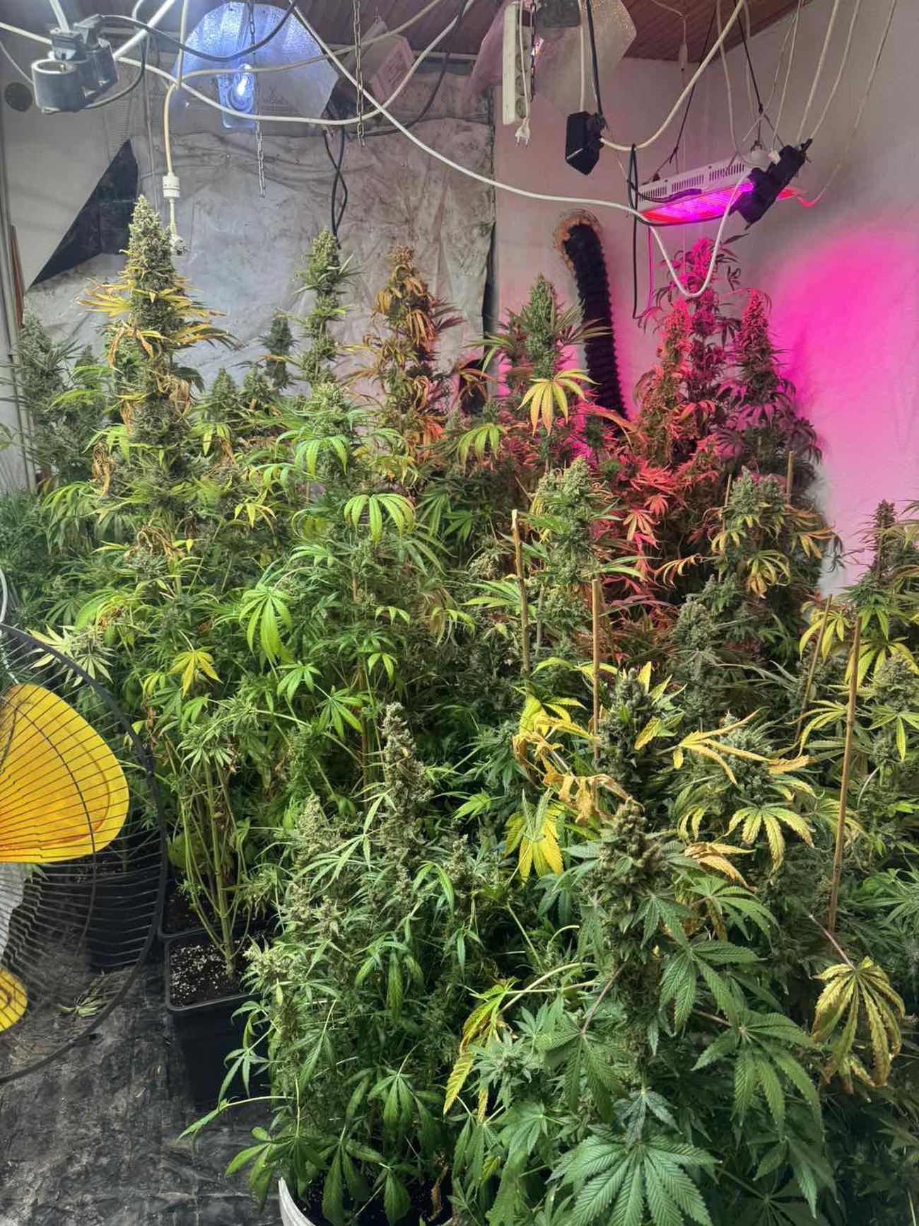 марихуана бреница