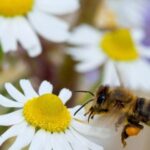 Проектът EcoHoney на ЕС: живот за пчелите,  живот за Земята